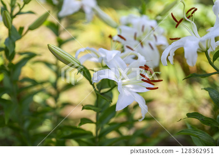 白百合花百合白花初夏七月圖像 128362951