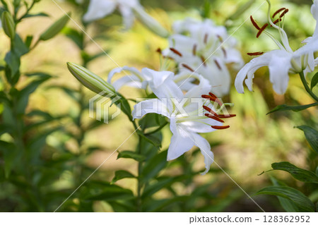 白百合花百合白花初夏七月圖像 128362952