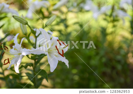 白百合花百合白花初夏七月圖像 128362953