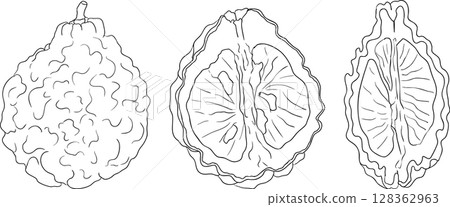 Vector line illustrations of bergamot fruit. Vector line illustrations of bergamot fruit. 128362963