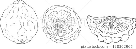 Vector line illustrations of bergamot fruit. Vector line illustrations of bergamot fruit. 128362965