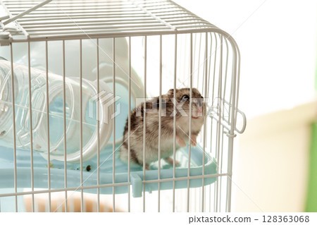 Small hamster explores its cage in a cozy home environment on a sunny afternoon Small hamster explores its cage in a cozy home environment on a sunny afternoon 128363068