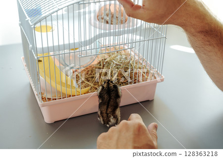 Hamster exploring its cage while owner interacts during the afternoon in a cozy home setting 128363218