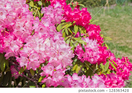 Deep pink azalea (Dutch azalea) Deep pink azalea (Dutch azalea) 128363428