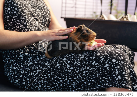 Cute guinea pig resting on a person's lap during a relaxing afternoon at home with cozy decor and soft lighting Cute guinea pig resting on a person's lap during a relaxing afternoon at home with cozy decor and soft lighting 128363475