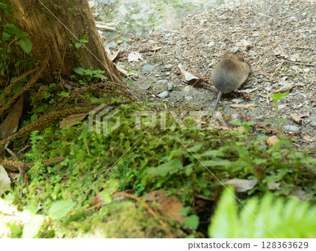 A Yakushima rat descends to the ground to search for food 128363629