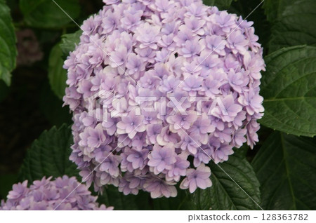 Hydrangea Hydrangea 128363782
