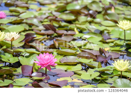 Water lilies, pink flowers, early summer, rainy season Water lilies, pink flowers, early summer, rainy season 128364046