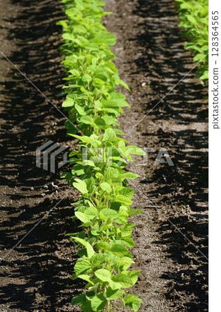 夏天在北海道江差拍攝大豆田 夏天在北海道江差拍攝大豆田 128364565