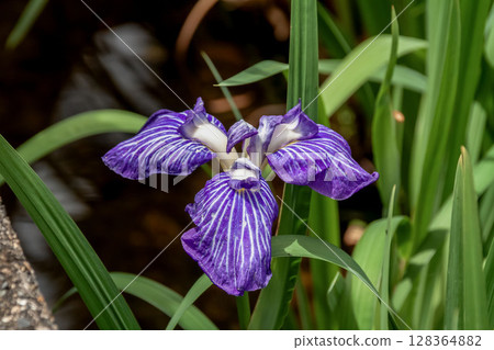Japanese iris is sometimes called hanaayame. Japanese iris is sometimes called hanaayame. 128364882