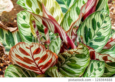 空手道魔拳的彩色脈絡結構 [背景素材] 128364888