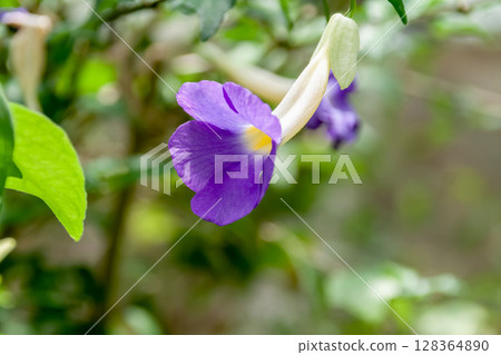 Thunbergia (Erecta) Tree-like Thunbergia [Acanthaceae] 128364890