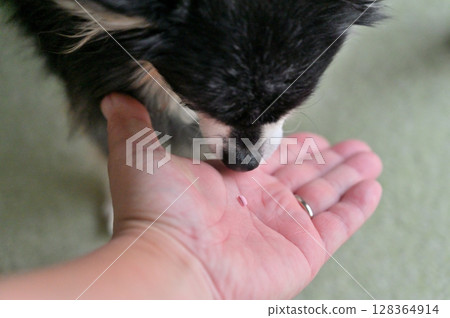 犬用心臟病藥物：二尖瓣逆流，老年犬 128364914