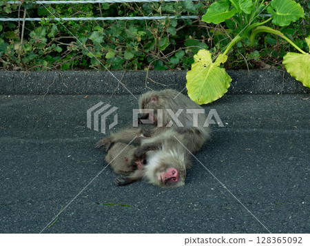 野猴在路上休息 128365092