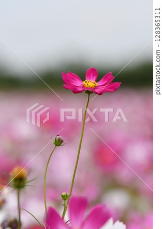 Pink Cosmos Flower in a Garden 128365311
