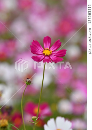 Pink Cosmos Flower in a Garden 128365313