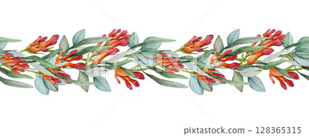 Red kangaroo paw flower with eucalyptus leaves floral decor seamless border element. Watercolor illustration. Australia native florals elegant seamless border decoration on white background 128365315