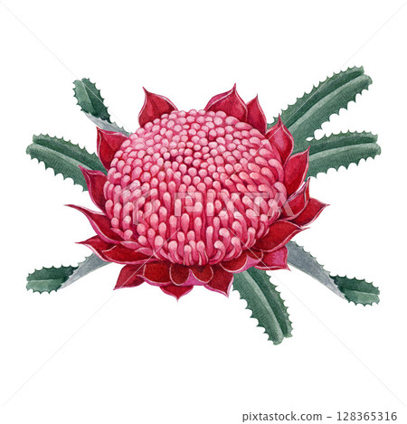 Waratah red flower with leaves element watercolor botanical illustration. Waratah flower Australian native wildflower. Hand drawn telopea blossom isolated on white background Waratah red flower with leaves element watercolor botanical illustration. Waratah flower Australian native wildflower. Hand drawn telopea blossom isolated on white background 128365316