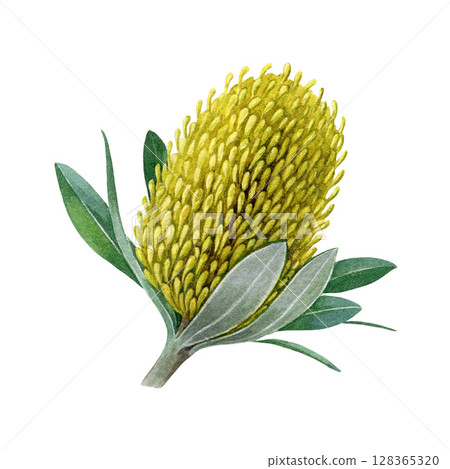 Banksia yellow flower bud with leaves watercolor botanical illustration isolated on white background. Hand drawn banksia Australia native blooming wildflower plant Banksia yellow flower bud with leaves watercolor botanical illustration isolated on white background. Hand drawn banksia Australia native blooming wildflower plant 128365320
