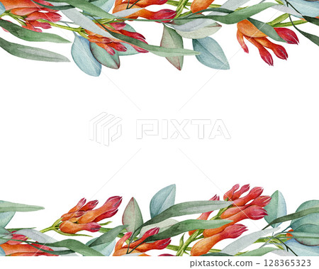 Red kangaroo paw flower with eucalyptus leaves floral decor seamless border element. Watercolor illustration. Australia native plants elegant seamless border design decoration on white background 128365323