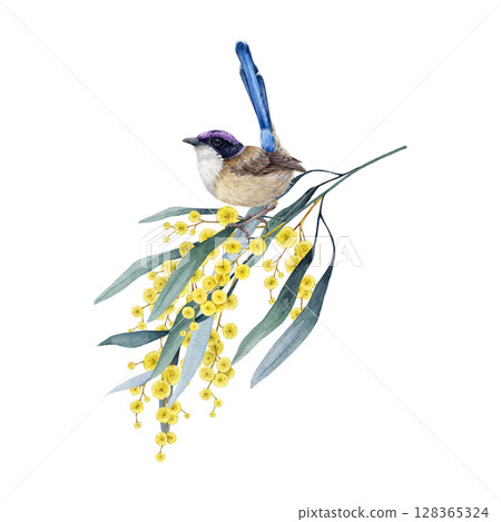 Fairy wren bird on golden wattle tree branch watercolor illustration. Realistic Australian native bird perched on yellow acacia twig with flowers. Purple-crowned fairy-wren with floral vintage decor 128365324