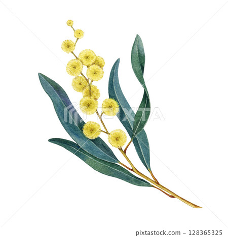 Golden wattle branch element with flowers on white background watercolor illustration. Acacia pycnantha Australia national floral emblem. Golden wattle Australia native plant on white background Golden wattle branch element with flowers on white background watercolor illustration. Acacia pycnantha Australia national floral emblem. Golden wattle Australia native plant on white background 128365325