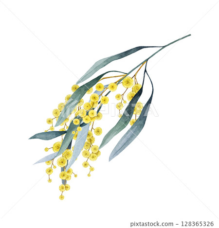 Golden wattle tree branch with flowers on white background. Watercolor vintage style illustration. Hand drawn acacia pycnantha Australia national floral emblem. Golden wattle Australia native plant Golden wattle tree branch with flowers on white background. Watercolor vintage style illustration. Hand drawn acacia pycnantha Australia national floral emblem. Golden wattle Australia native plant 128365326