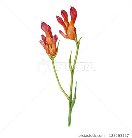 Kangaroo paw plant stem with flowers watercolor vintage style illustration. Hand drawn Anigozanthos Australia native wildflower. Catspaw bright flower element isolated on white background 128365327