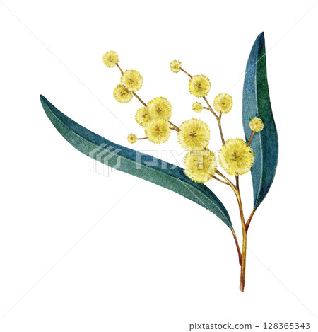 Golden wattle element with flowers on white background. Watercolor vintage style illustration. Hand drawn Acacia pycnantha Australia national floral emblem. Golden wattle Australia native plant 128365343