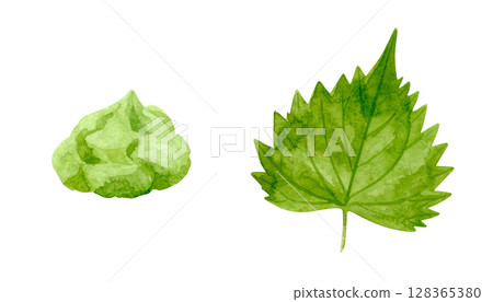 Watercolor illustration of wasabi and shiso leaves 128365380