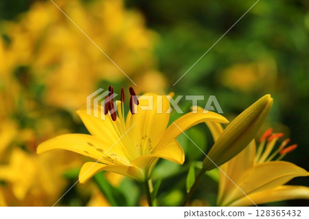 Beautiful lily flower 128365432