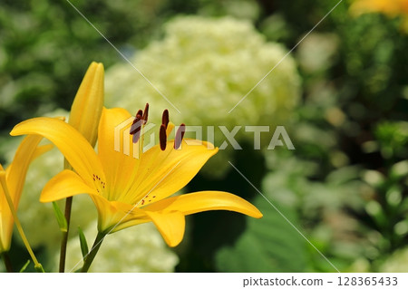 美麗的百合花 128365433