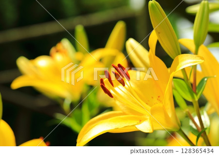 美麗的百合花 128365434