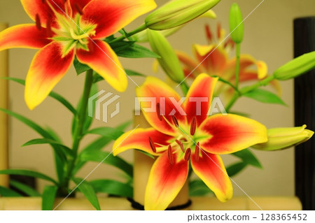 Beautiful lily flower 128365452