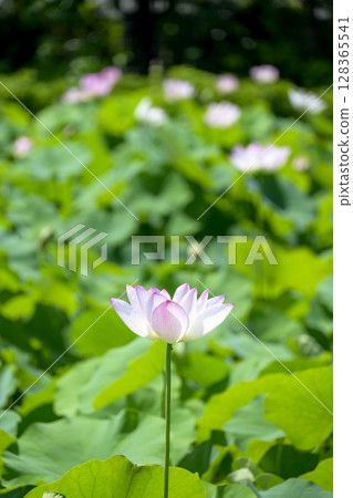 蓮花初夏梅雨季七月圖 128365541