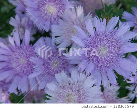 Stokesia Stokesia 128365579