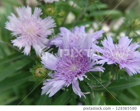 Stokesia Stokesia 128365580