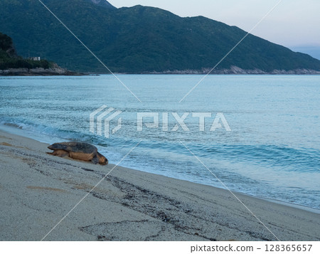 Mother sea turtle returning to the sea after laying eggs 128365657