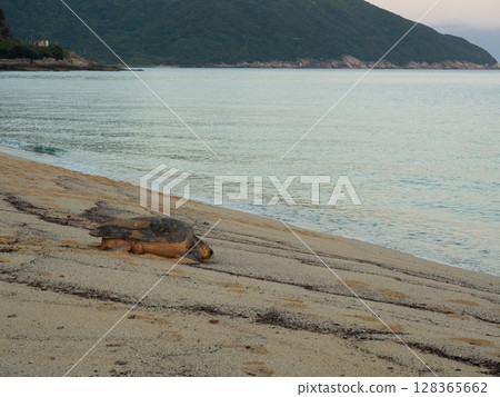 Mother sea turtle returning to the sea after laying eggs 128365662