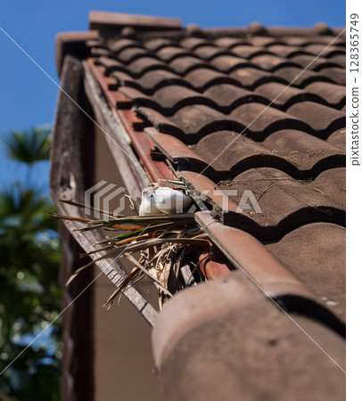 Birds nesting under old roof that loose or broken tiles and eaves. Birds nesting under old roof that loose or broken tiles and eaves. 128365749