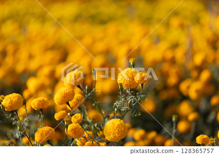 Marigolds for Orange Egg Yolks and Healthy Chickens. Marigolds for Orange Egg Yolks and Healthy Chickens. 128365757