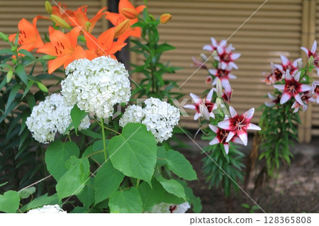 Colorful hydrangea 128365808