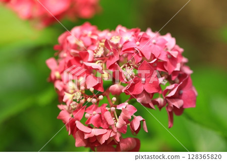 Colorful hydrangea 128365820