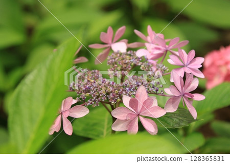 七彩繡球 128365831