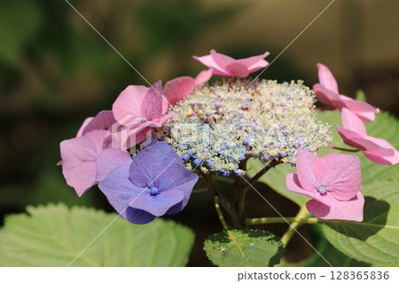 七彩繡球 128365836