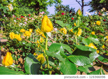 途沼道之站玫瑰園玫瑰花 4-57 128366096