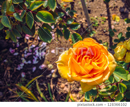 途沼道之站玫瑰園玫瑰花 4-63 128366102
