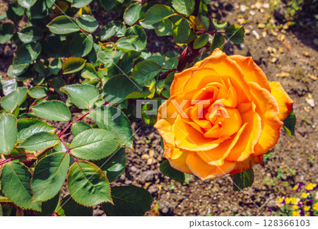 途沼道之站玫瑰園玫瑰花 4-64 128366103