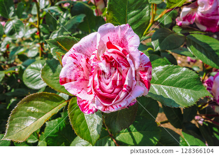 途沼道之站玫瑰園玫瑰花 4-65 128366104