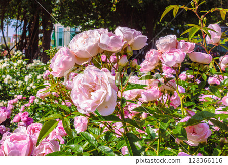 Menuma Roadside Station Rose Garden Rose Flowers 4-77 Menuma Roadside Station Rose Garden Rose Flowers 4-77 128366116